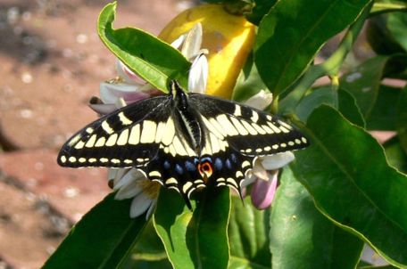 800px-Anise_Swallowtail