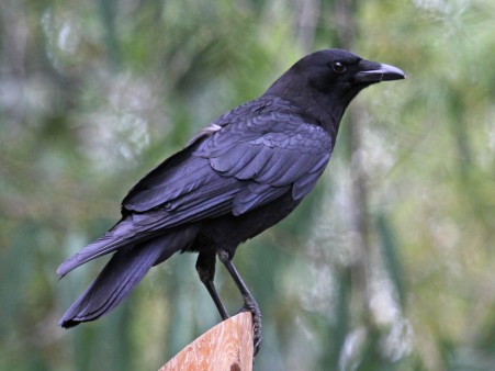 American Crow_Wikimedia_Dick_Daniels