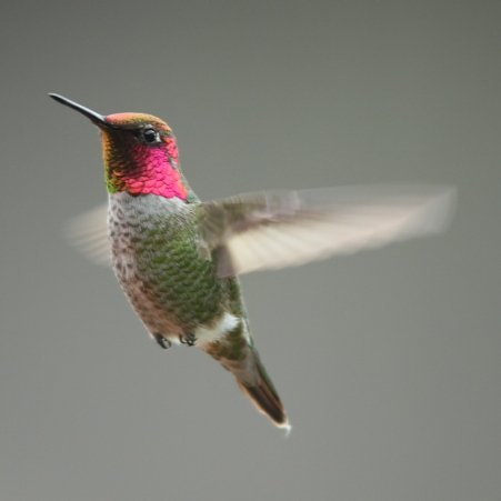 Annas Hummingbird_Wikimedia_Alan_Vernon