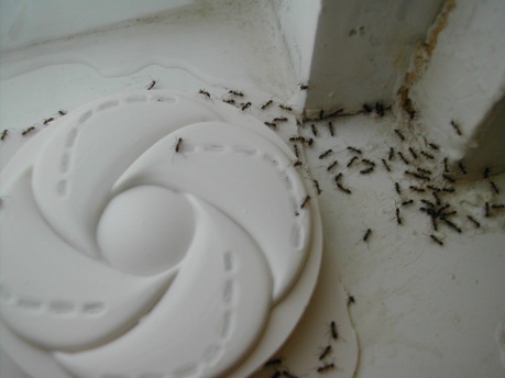 Argentine_ants_accessing_trap