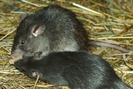 Black Rat_Wikimedia_Kilessan