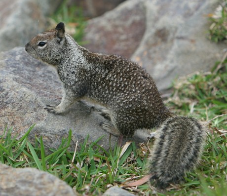California Ground Squirrel_Wikimedia_Thomas_Obrien