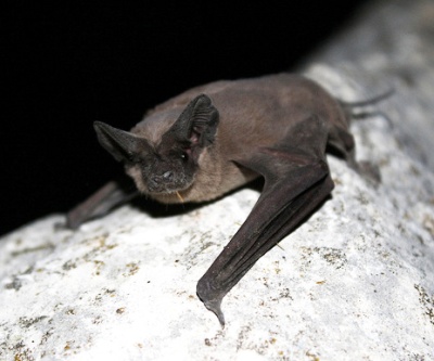 Mexican Free Tailed Bat