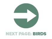 Next Page Birds