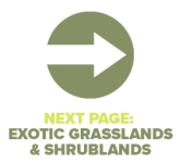 Next Page Exotic Grass and Shrub