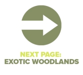 Next Page Exotic Woodlands
