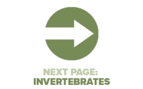 Next Page Invertebrates