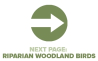 Next Page Riparian Woodland Birds