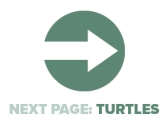 Next Page Turtles