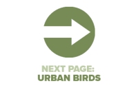 Next Page Urban Birds