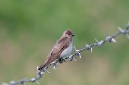 Northern Rough-winged Swallow_Wikimedia_Dori