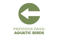 Previous Page Aquatic Birds