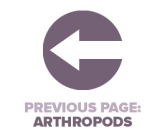 Previous Page Arthropods