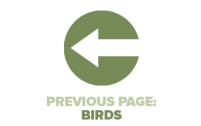 Previous Page Birds
