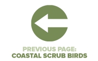 Previous Page Coastal Scrub Birds
