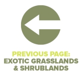 Previous Page Exotic Grass Shrub