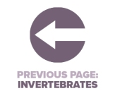 Previous Page Invertebrates