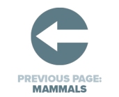 Previous Page Mammals