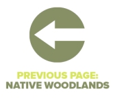 Previous Page Native Woodlands