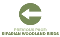 Previous Page Riparian Woodland Birds