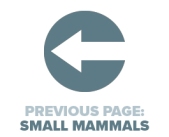 Previous Page Small Mammals