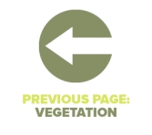 Previous Page Vegetation