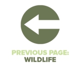Previous Page Wildlife