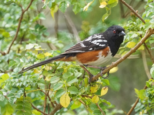 Spotted Towhee_Flickr_MikesBirds