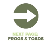 Next Page Frogs Toads