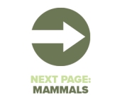 Next Page Mammals