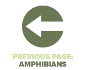 Previous Page Amphibians