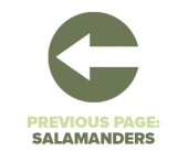 Previous Page Salamanders